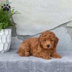 Fraser, Miniature Poodle Puppy